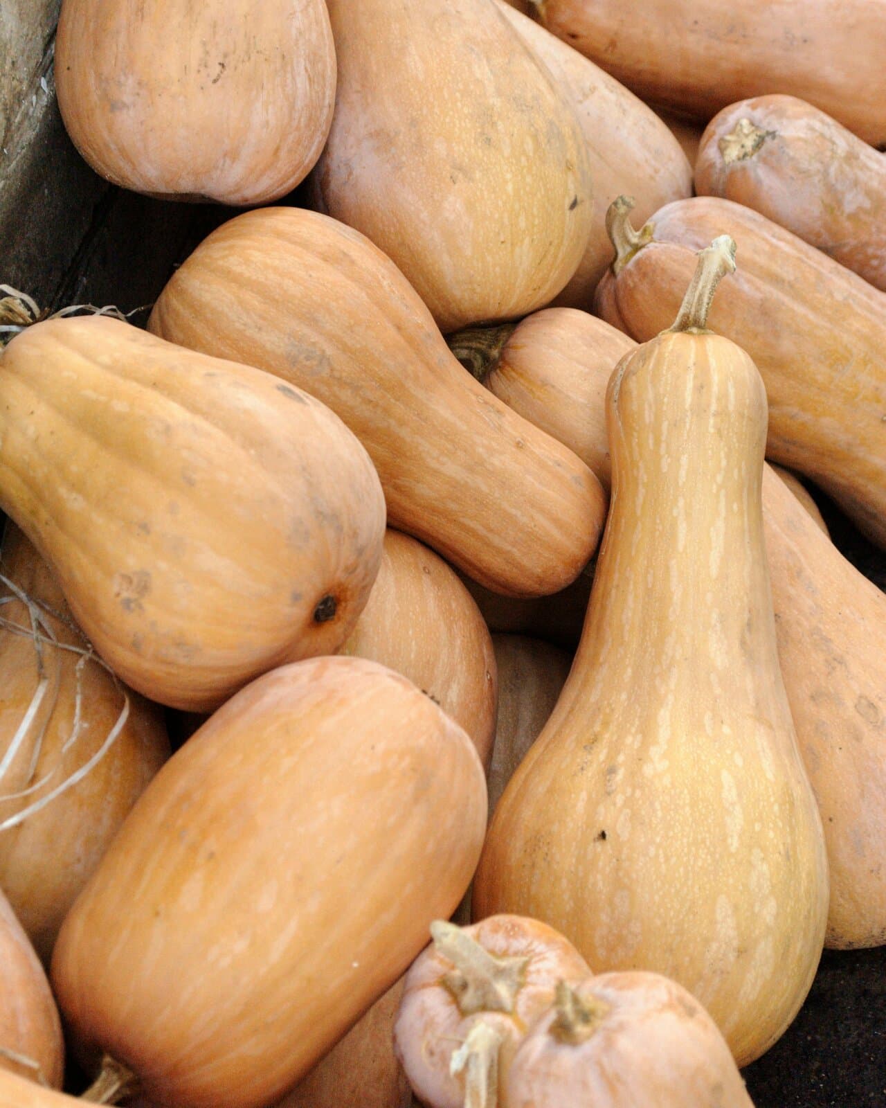 Butternut