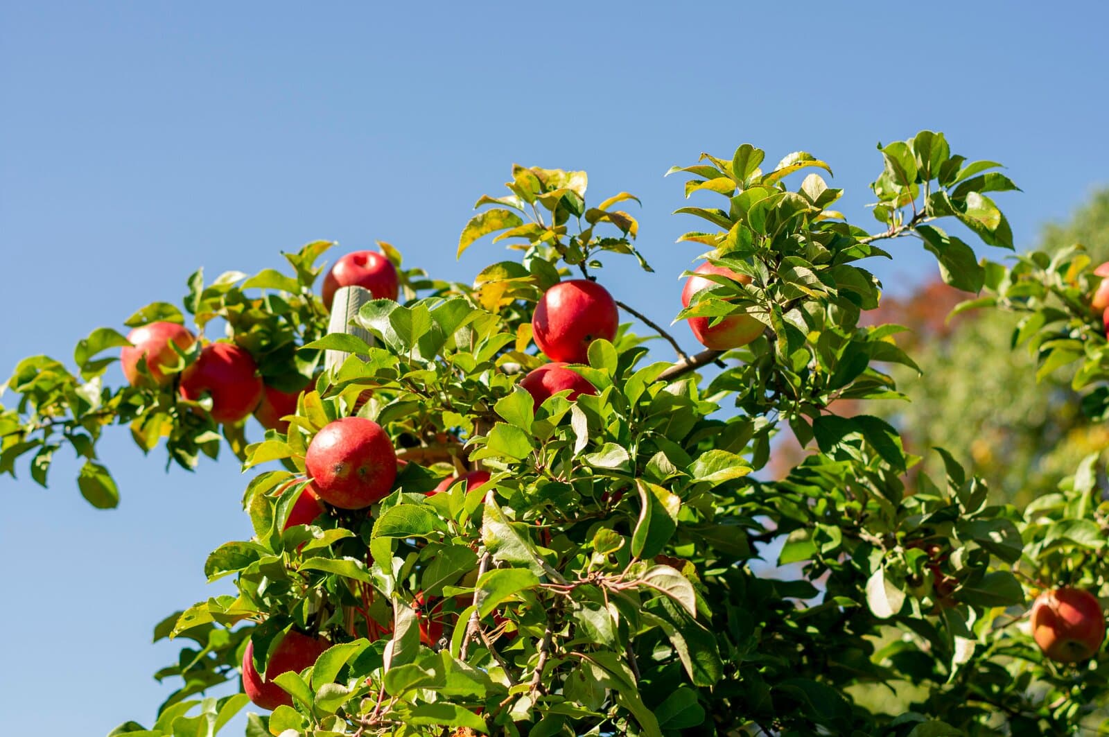 Pommes biodynamiques