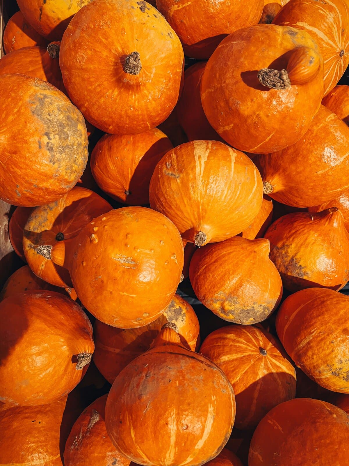 Potimarron