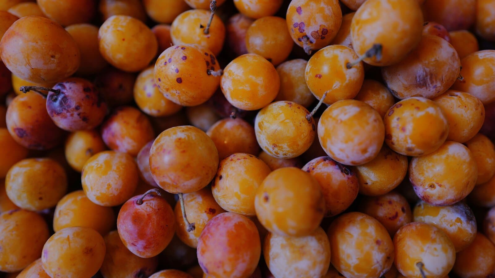 Prunes biodynamiques