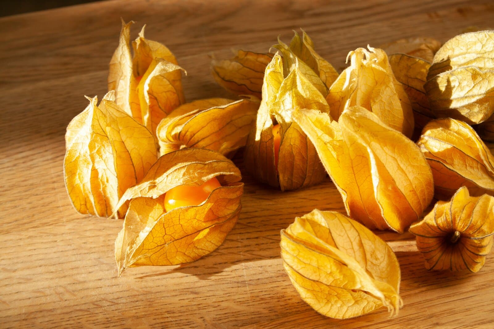 Physalis
